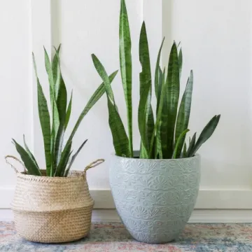 4 razloga za&scaron;to svekrvin jezik mora postati dio va&scaron;eg doma