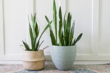 4 razloga za&scaron;to svekrvin jezik mora postati dio va&scaron;eg doma