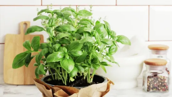 Bosiljak vam često vene? Evo kako ga održavati kako bi uspio svaki put