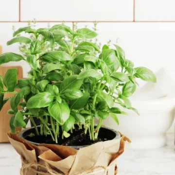 Bosiljak vam često vene? Evo kako ga održavati kako bi uspio svaki put