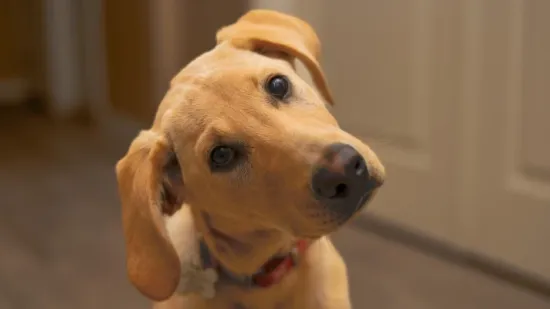 Za&scaron;to psi naginju glavu u stranu? Tri preslatka razloga iza ove simpatične geste