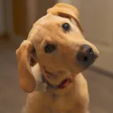 Za&scaron;to psi naginju glavu u stranu? Tri preslatka razloga iza ove simpatične geste