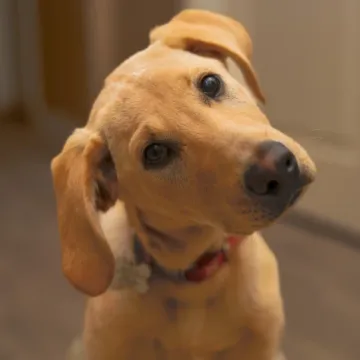 Za&scaron;to psi naginju glavu u stranu? Tri preslatka razloga iza ove simpatične geste