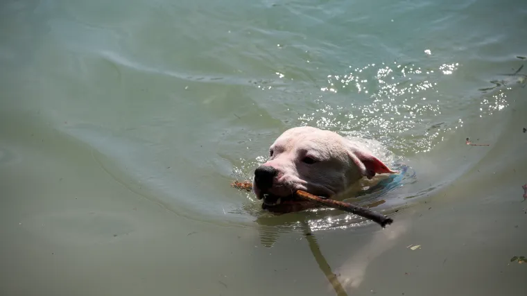 Mu&scaron;karca u Pločama živciralo lajanje psa jedne starice. Uzeo ga je za vrat i utopio u kanalu