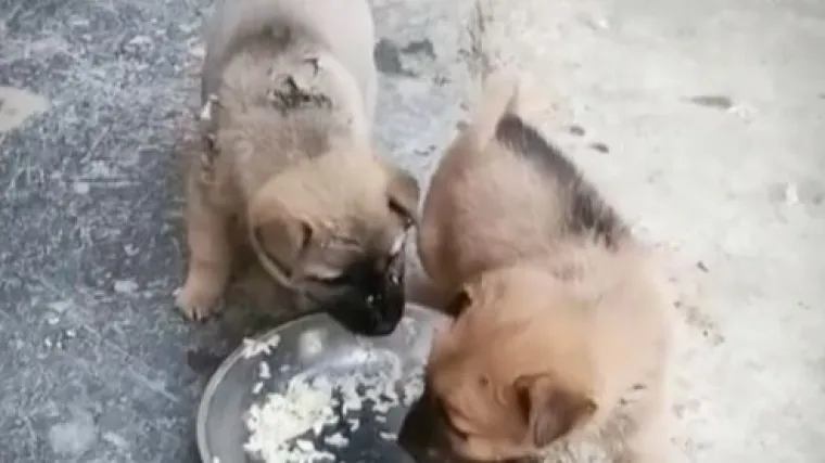 Dva &scaron;tenca, a samo jedan tanjur s hranom: Dru&scaron;tvenom mrežom kruži viralan video preslatke prepirke