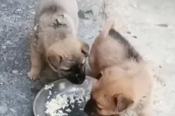 Dva štenca, a samo jedan tanjur s hranom: Društvenom mrežom kruži viralan video preslatke prepirke