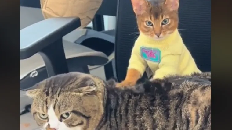 Mačka je odlučila biti maserka, a njezin izraz lica je neprocjenjiv: 'Nema &scaron;anse da bih inače masirala ovog starog prdonju'