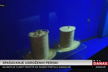 Di Caprio snimkom iz Hrvatske upozorio na izumiranje za&scaron;tićene periske. Biolog: 'U Jadranu je 30-ak živih'