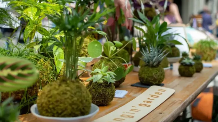 Matea i Petra su nam otkrile sve o kokedami - sobnim biljkama u kuglama mahovine