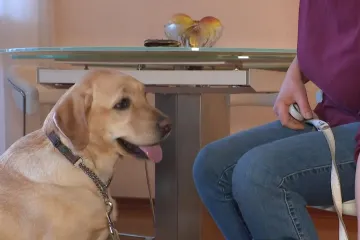 Od slatkih njuški do vodiča: Treninzi kreću odmalena, a ključ su socijalizatori. 'Lijepo je kad tvoj pas može pomoći'