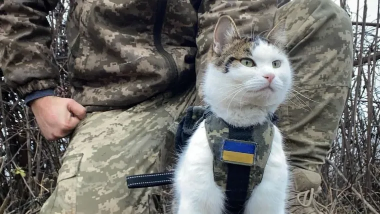Mačke postale važan faktor rata u Ukrajini, pomažu im i u skupljanju donacija. A u sve se uključio i Kremlj