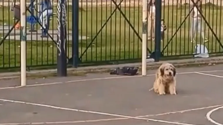 Klinci na školskom igralištu postavili psa da im služi kao golman i zabilježili prizore od kojih čovjek ostaje bez riječi