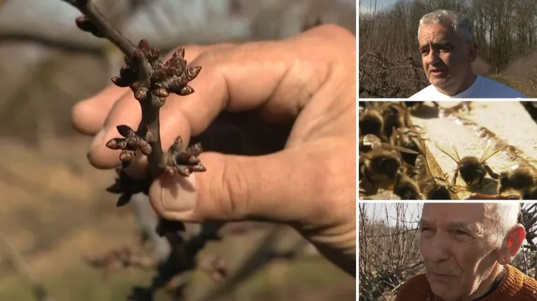 Priroda propupala, pčele zazujale, voćari krče voćnjake: 'Pregorio sam, ne isplati se'