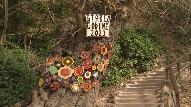 Murva u Skradinskom buku raste već 400 godina. Ide i na europsko natjecanje: 'Držimo joj fige'