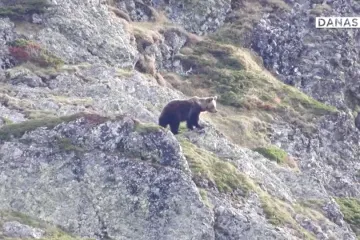 Medvjedi haraju Španjolskom, rendžeri čuvaju sela