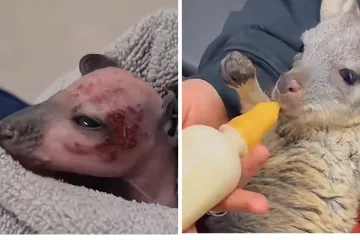 Obitelj spasila malenog klokana: Bio je na rubu života, a sada skakuće od sreće