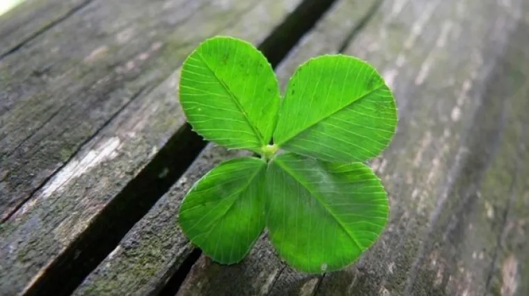 Četiri izuzetne priče o sreći u nesreći