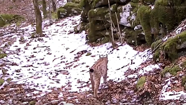 Najveća mačka Europe prvi put snimljena na Ćićariji: 'Oni nas samo promatraju'