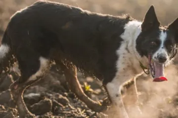 Ovo je Trudi, potražni pas! Nestala je u Zagrebu: 'Pomozite je pronaći'