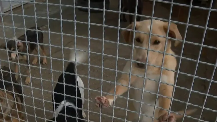 Neki Hrvati bi mogli završiti iza rešetaka: 'Jedino što razumijemo su kazne'