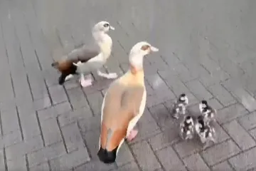 Policajac stao pred guske i poveo ih kroz grad i spasio obitelj: 'Problematično je bilo, morali smo paziti'