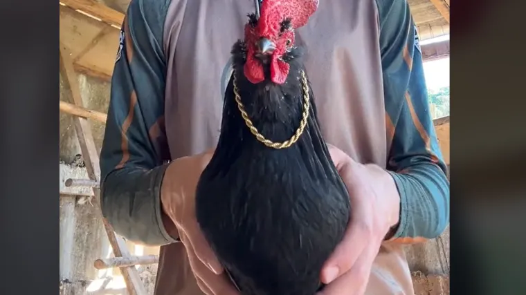 Nova zvijezda TikToka: Ovaj video gledaniji je od sadržaja poznatih influencera