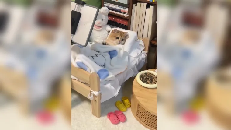 Milijuni u čudu gledaju kako se vlasnici ophode prema ovoj slatkoj maci