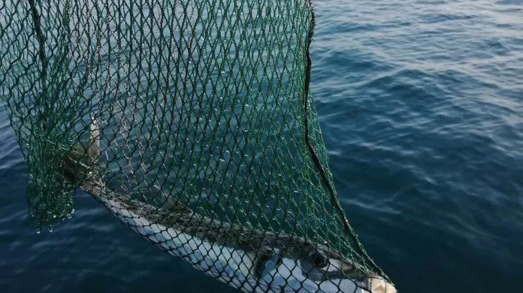 Riba otrovnica iz Medulinskog zaljeva otrovom može ubiti čak 30 ljudi. Protuotrov ne postoji