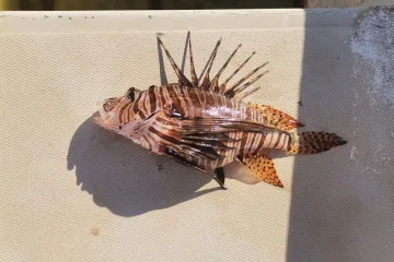 Otrovna napuhnjača, sad i vetrenjača u Jadranu. Biolozi: 'Jedna ima otrov jači od cijanida'