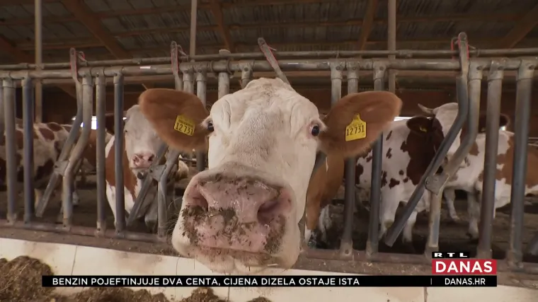 Slom domaćeg mljekarstva:  Svakog se dana u prosjeku ugase 2 do 3 farme. Tko je kriv?