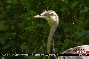 Pronađena odbjegla ptica koja je lutala Zagrebom. Nije noj već ptica trkačica