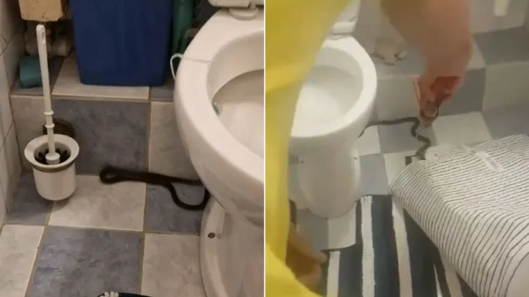 Noćna mora njima je postala stvarnost. Obitelj u Dugavama dočekala zmija ispred kupaonice: 'A u p****'