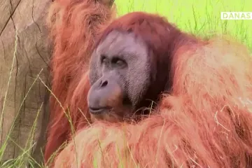 Orangutan otkrio svog favorita u prvoj utakmici Europskog prvenstva