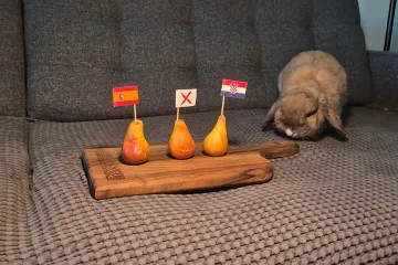 Tko će ispasti bolji prognozer? Zečica Sofi i pas Colt birali pobjednika dvoboja Hrvatska - Španjolska