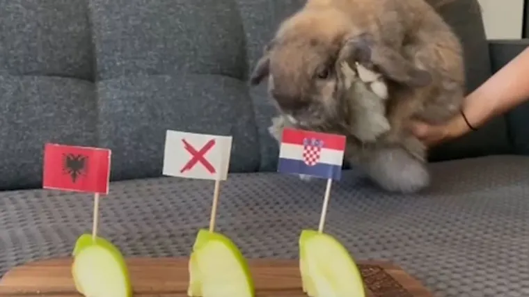 Naši prognozeri Sofi i Colt ponovno su prihvatili zadatak i dali sud: Hrvatska ili Albanija?