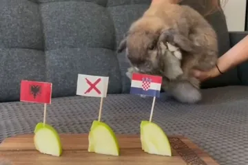 Naši prognozeri Sofi i Colt ponovno su prihvatili zadatak i dali sud: Hrvatska ili Albanija?