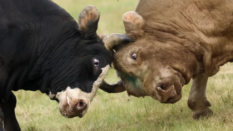 HGSS, dronovi, policija... Svi na nogama zbog odbjeglih bikova: 'Vruće je, gdje će naći vodu?'