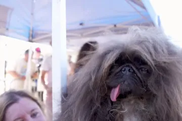 Ovo je najružniji pas na svijetu. Organizatori natjecanja: 'Nije cilj rugati se psima, nego...'