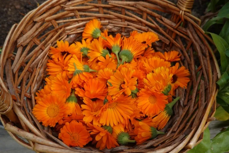 Nevenova mast može pomoći kod brojnih tegoba, a profesor nam je otkrio domaći recept