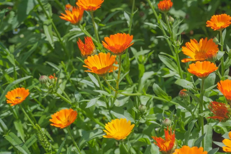 Nevenova mast može pomoći kod brojnih tegoba, a profesor nam je otkrio domaći recept
