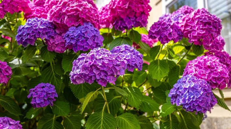 Hortenzija - omiljena ljepotica svakog vrta. Znaš li što simbolizira?