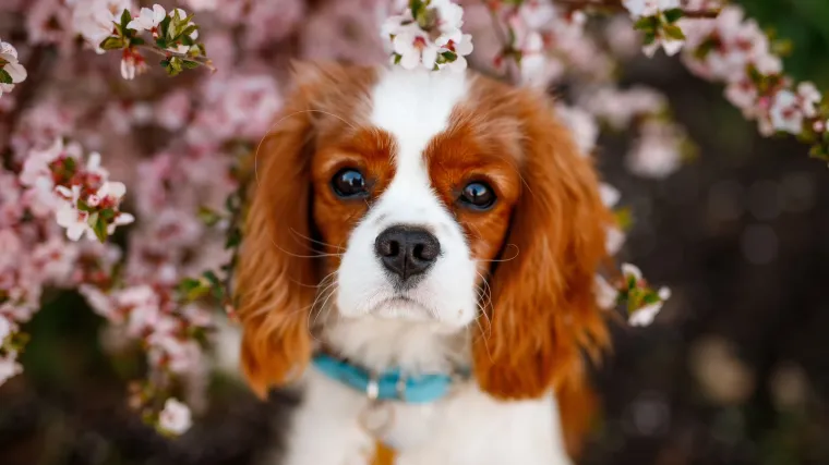 Ovi preslatki psi zauvijek će izgledati kao štenci