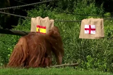 Španjolska ili Engleska? Orangutan Walter prognozirao tko osvaja Euro