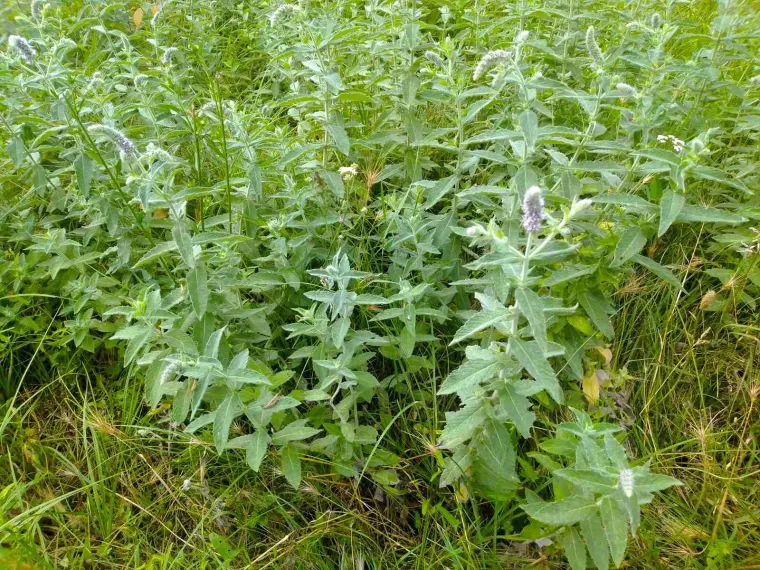 Rashladite se osvježavajućim sokom od mente i limuna po receptu bake Slavice