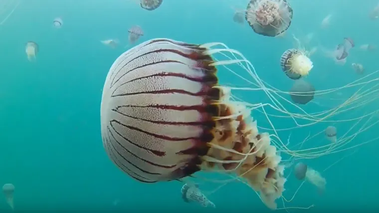 Morska mjesečina meduza je romantičnog naziva, ali njezin dodir boli više od slomljenog srca