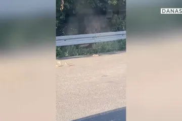 Što se događa s Gradom Zagrebom i štakorima?