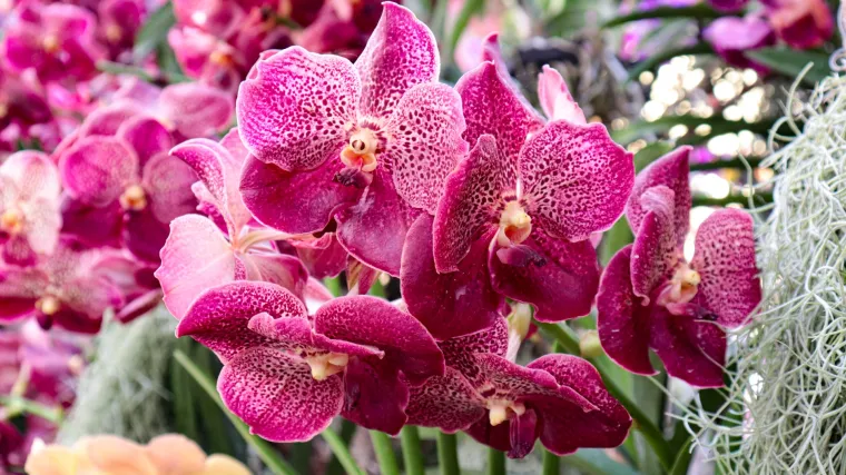 Kako 'natjerati' orhideju da ponovno procvjeta? Treba slijediti ove korake