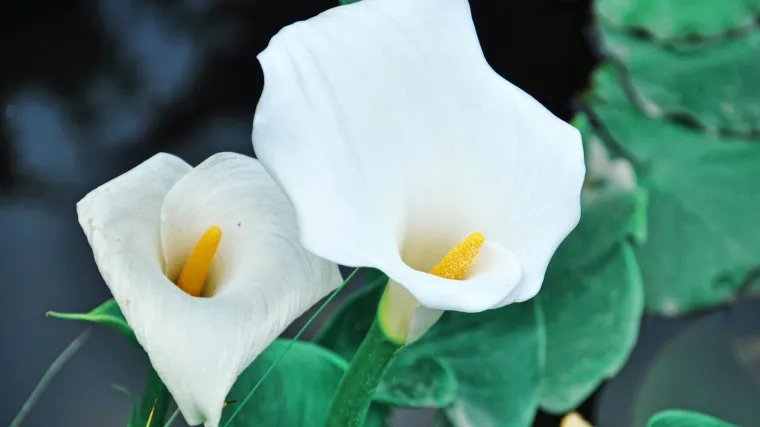 Kala je nježna i elegantna kraljica među cvijećem