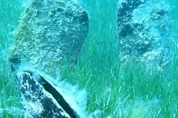 Zaraza ih skoro istrijebila, sad prvi put u pet godina na istom mjestu našli bebe periske!