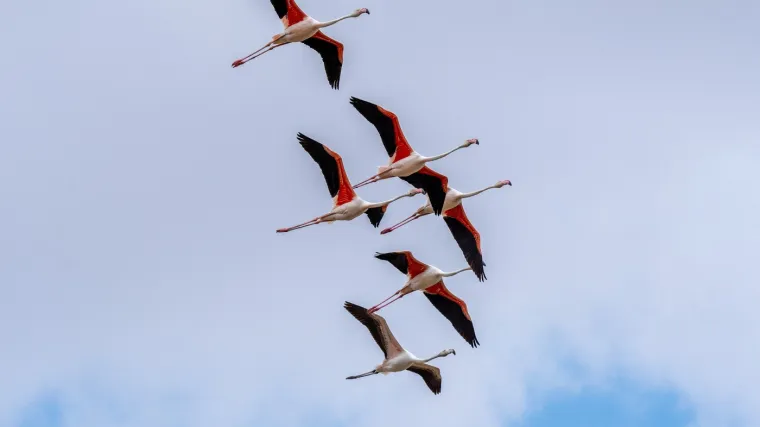 Odlazi ljeto i flamingosi, ali ne samo oni na luftićima! Raznježit će vas ova seoba naroda u toplije krajeve